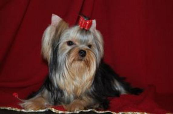  KRISTALNAJA VUAL EJO VISOTCHESTVO FER PLE &mdash; Labaza DogPedigree YorkshireTerrier