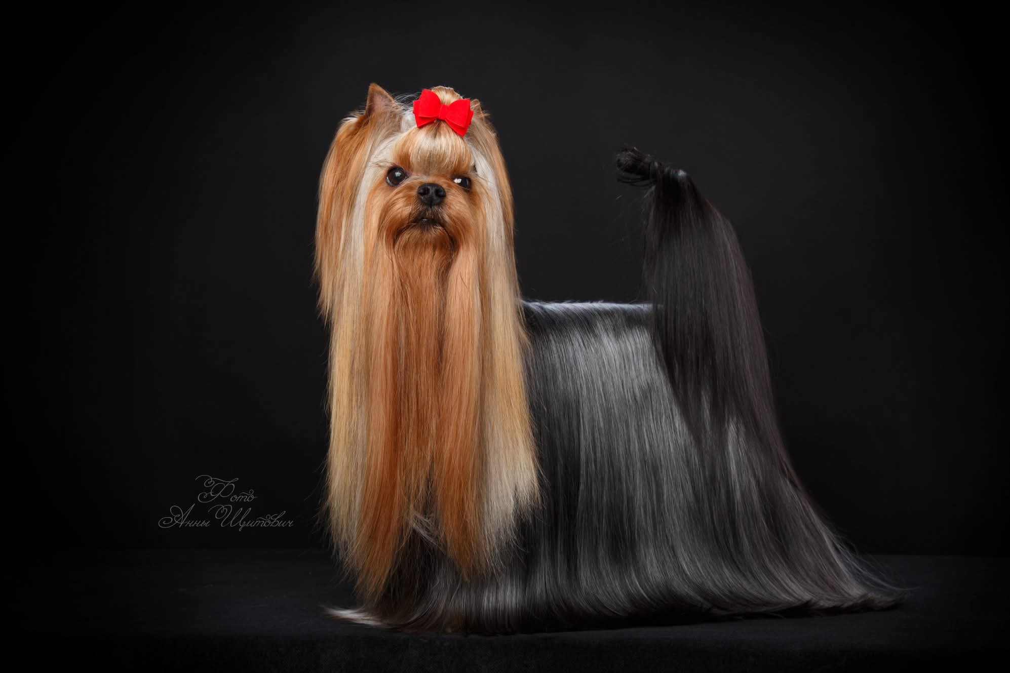 EKSPOUZD BLUE SYSTEM &mdash; Labaza DogPedigree YorkshireTerrier