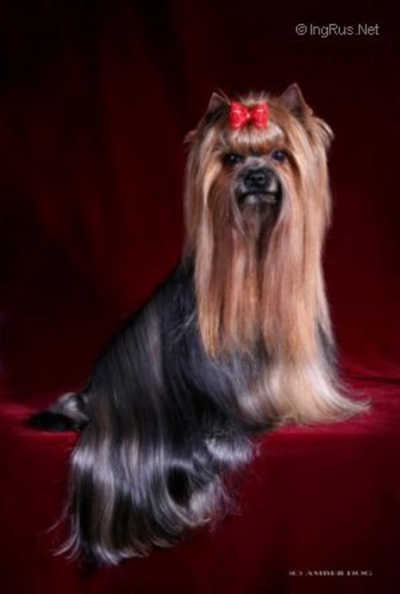  RIGAIR BELMONDO &mdash; Labaza DogPedigree YorkshireTerrier