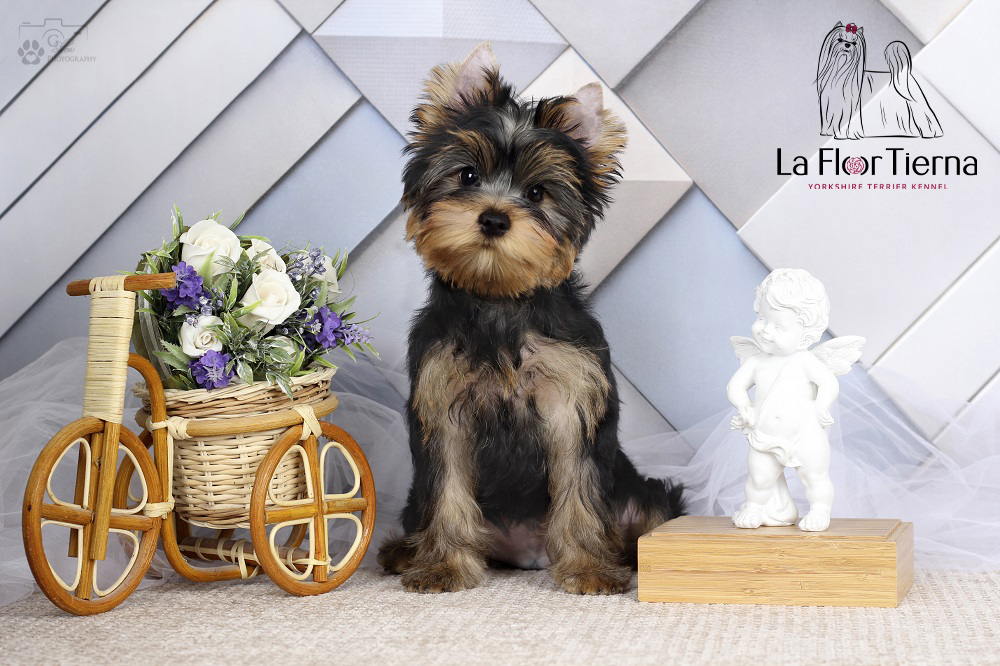 LA FLOR TIERNA BEN GUNN &mdash; Labaza DogPedigree YorkshireTerrier