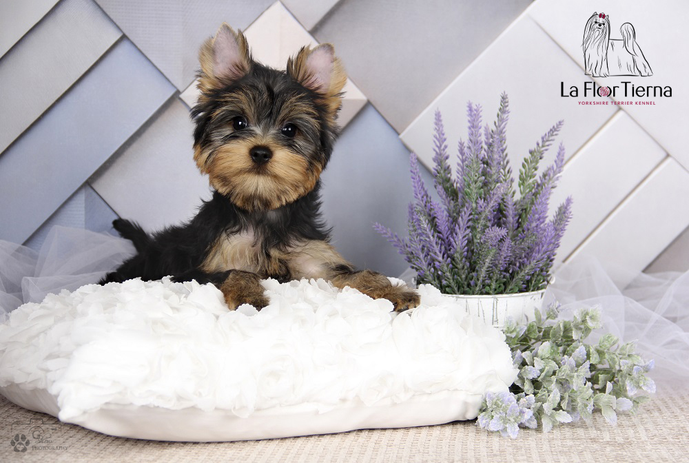 LA FLOR TIERNA BILLY BONS &mdash; Labaza DogPedigree YorkshireTerrier