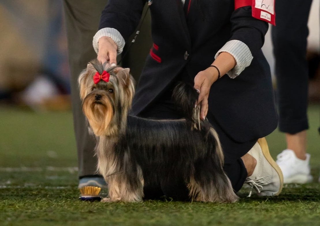 MY GOZILEND SONKA ZE GOLDEN PA &mdash; Labaza DogPedigree YorkshireTerrier
