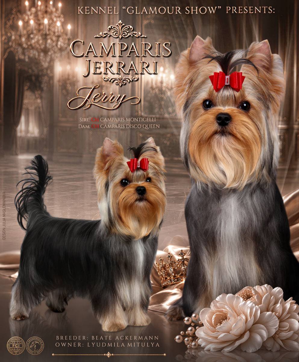 CAMPARIS JERRARY &mdash; Labaza DogPedigree YorkshireTerrier