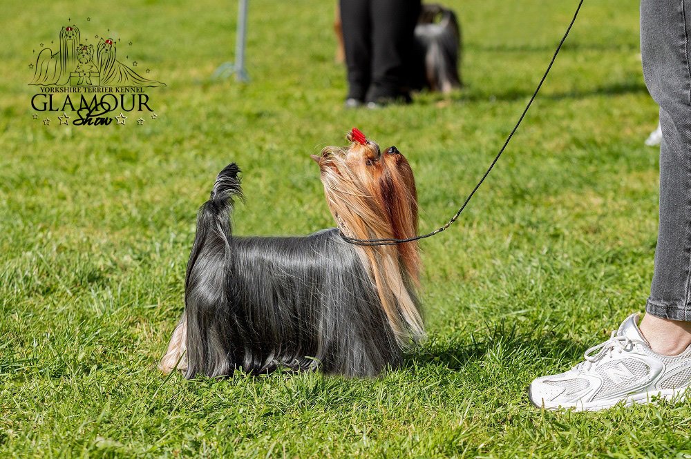  GLAMOUR SHOW ABSOLUTE LOVE &mdash; Labaza DogPedigree YorkshireTerrier