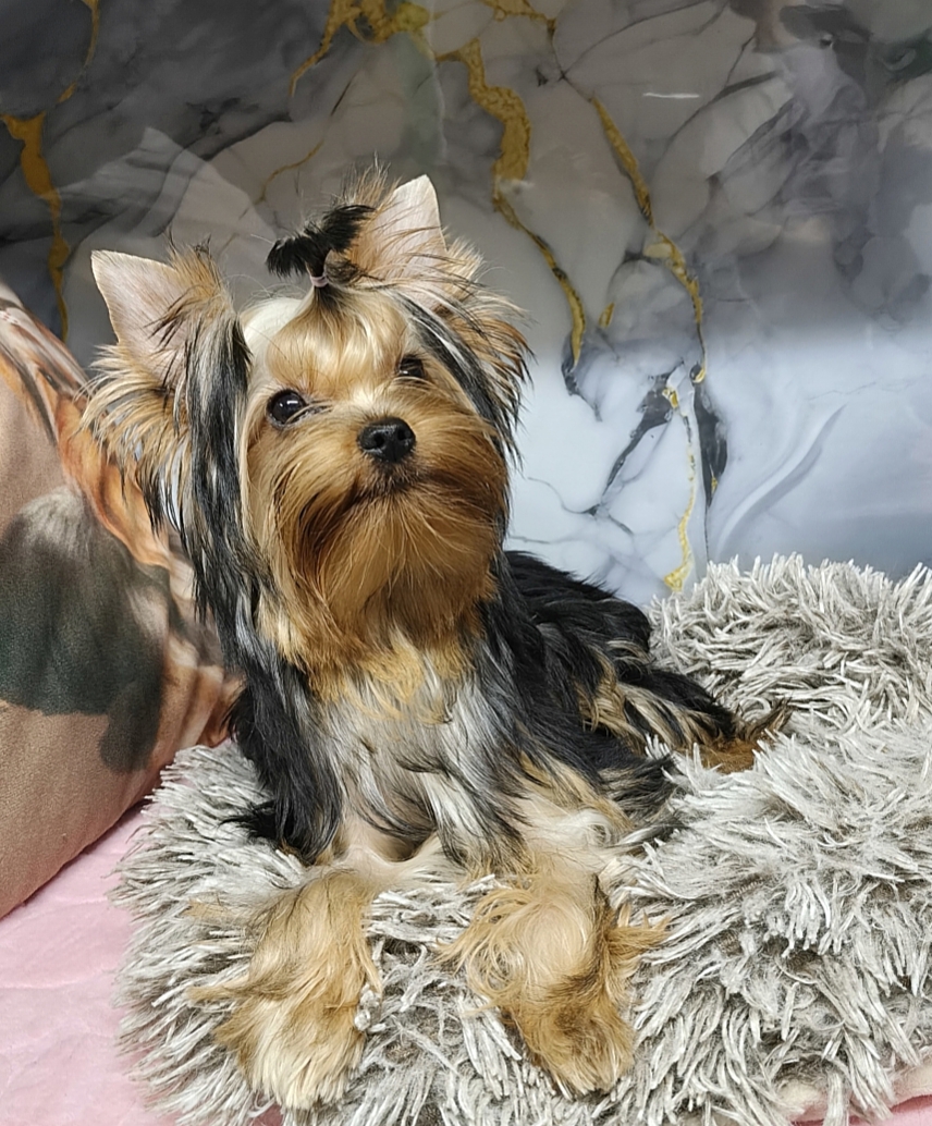 Zhuk_Lena &mdash; Labaza DogPedigree YorkshireTerrier
