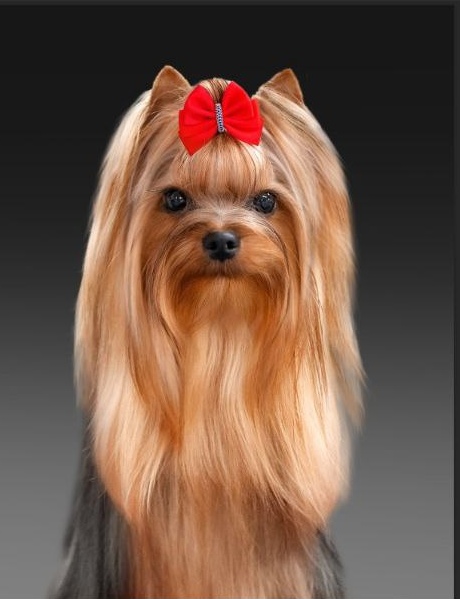 SILVER POISE AMBASSADOR &mdash; Labaza DogPedigree YorkshireTerrier