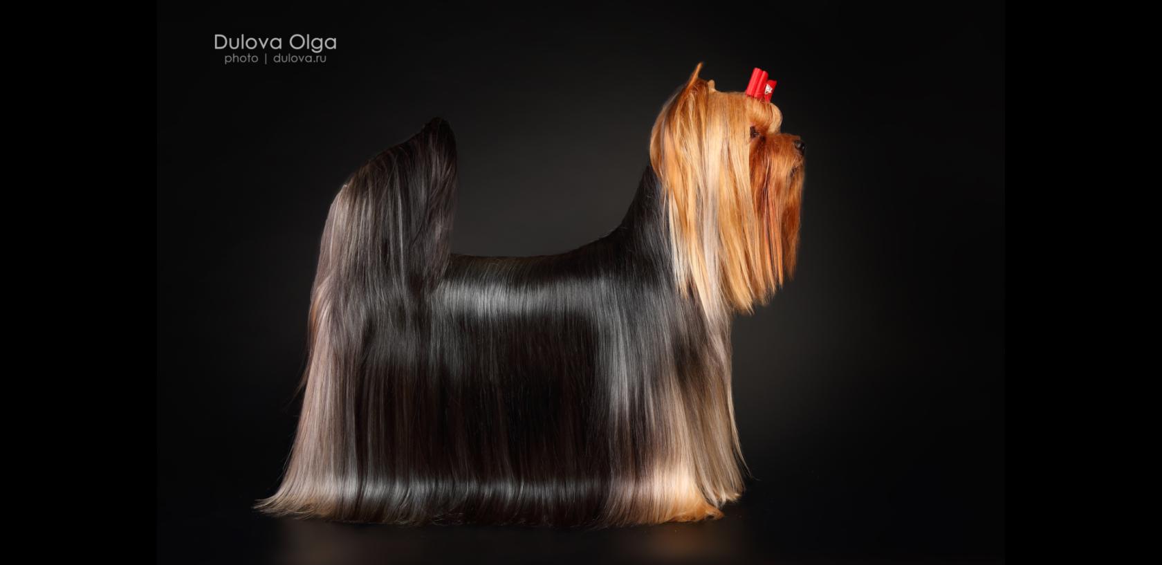 DALI KEY EVA RUBY LIPS &mdash; Labaza DogPedigree YorkshireTerrier
