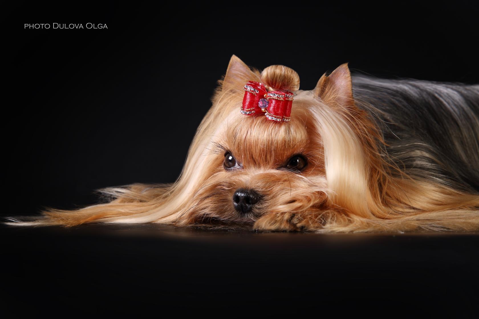  SEVEN LISS RAPID FIRE &mdash; Labaza DogPedigree YorkshireTerrier
