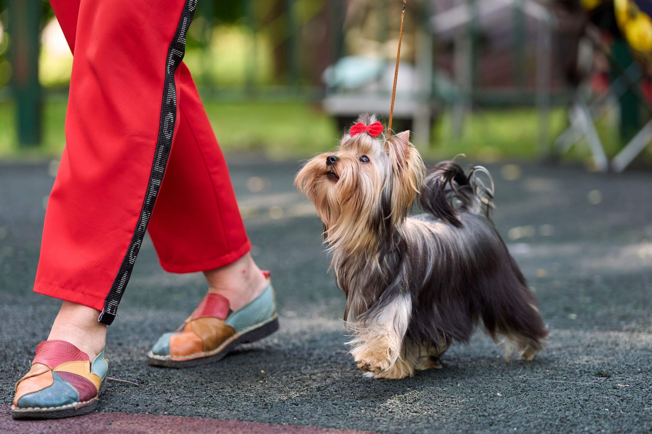  ELEN DEL ADOUR &mdash; Labaza DogPedigree YorkshireTerrier