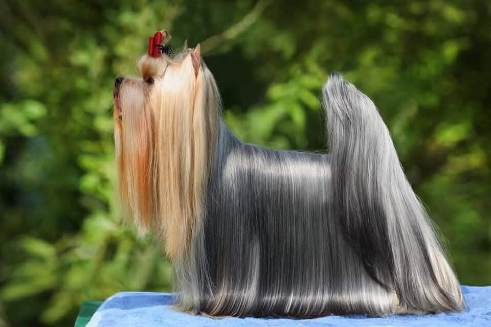 YA-STUDIA WITH DALI KEY &mdash; Labaza DogPedigree YorkshireTerrier