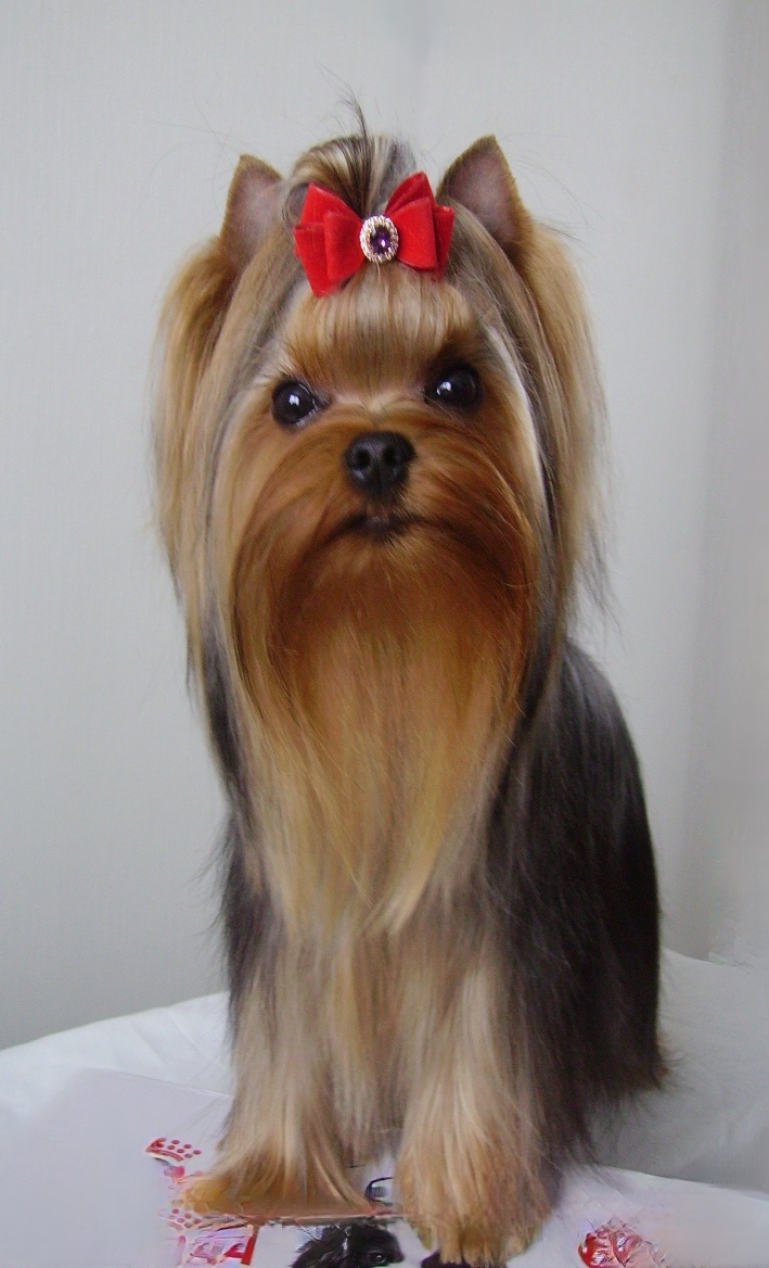 GLEAMING EYES OF WONDER AMORE &mdash; Labaza DogPedigree YorkshireTerrier