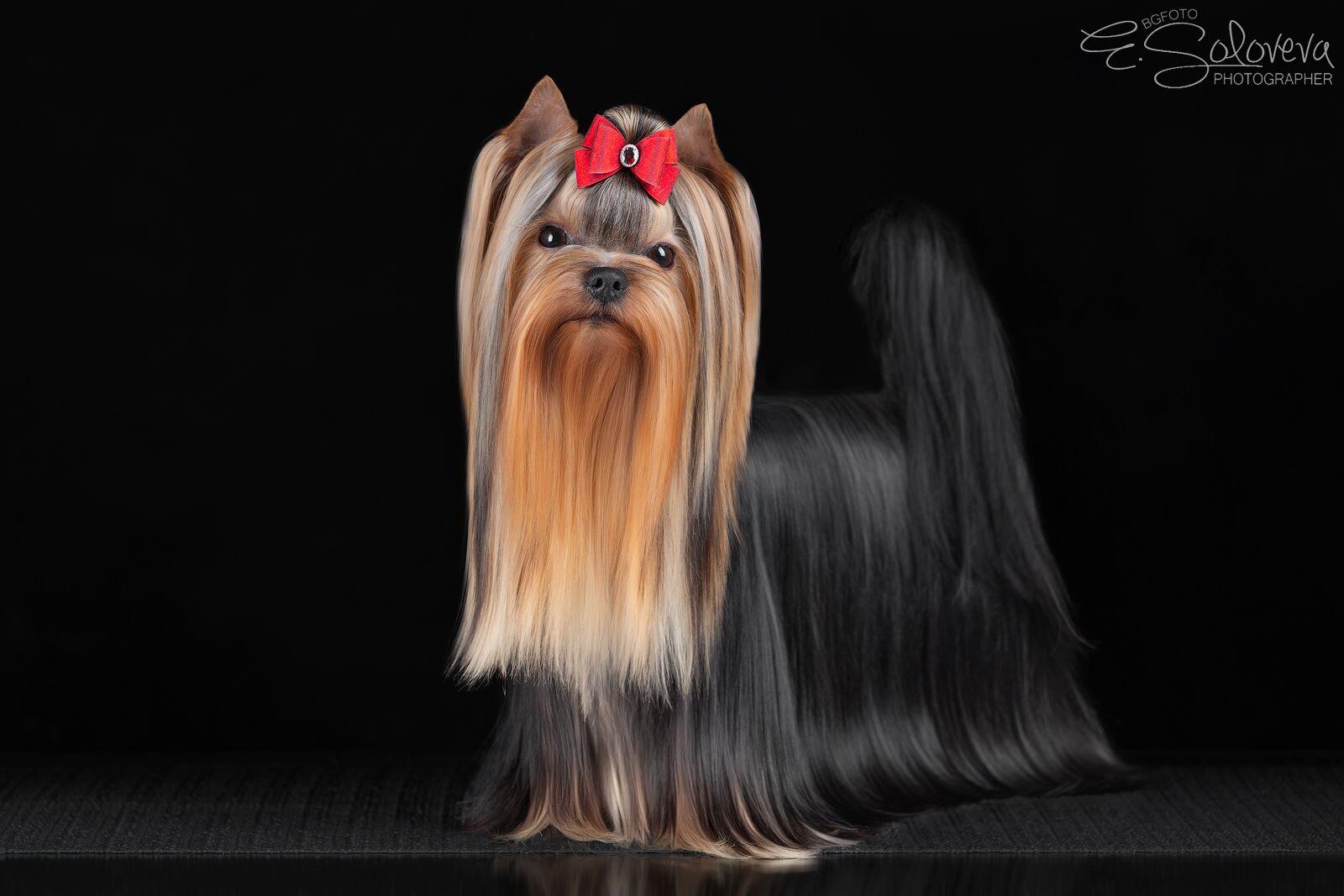  HAN GOOD LUCK CHARM &mdash; Labaza DogPedigree YorkshireTerrier
