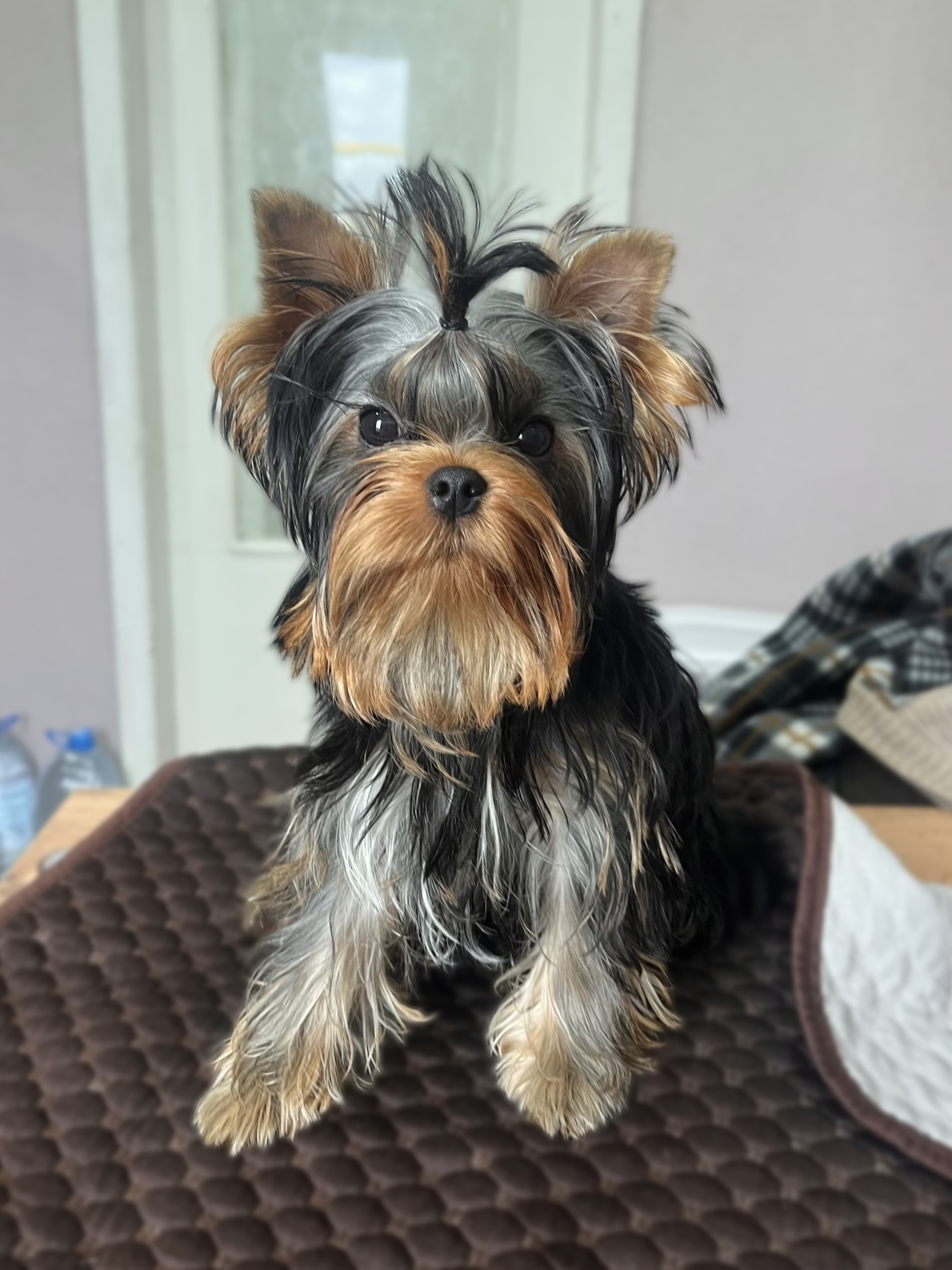  L’ESTRELLA BLOOMING ROZALI &mdash; Labaza DogPedigree YorkshireTerrier