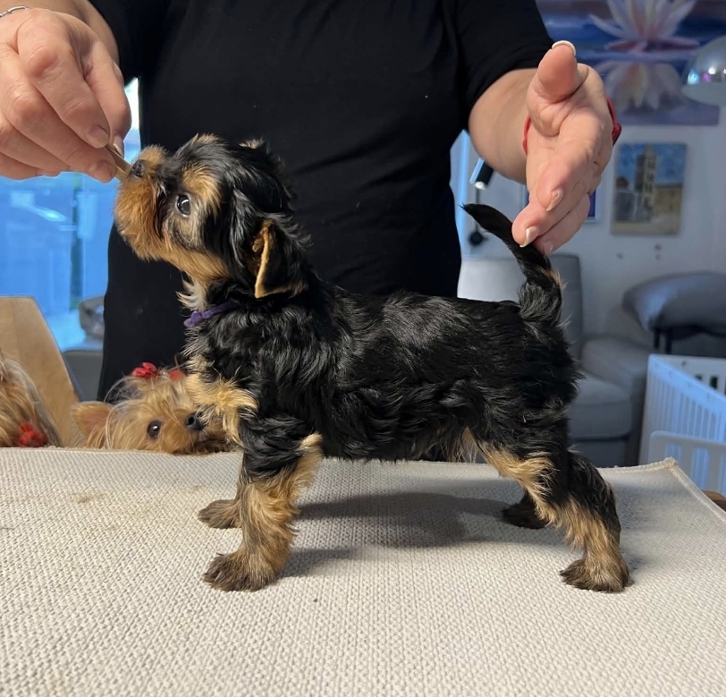DEE ROYAL VAN DYCK &mdash; Labaza DogPedigree YorkshireTerrier