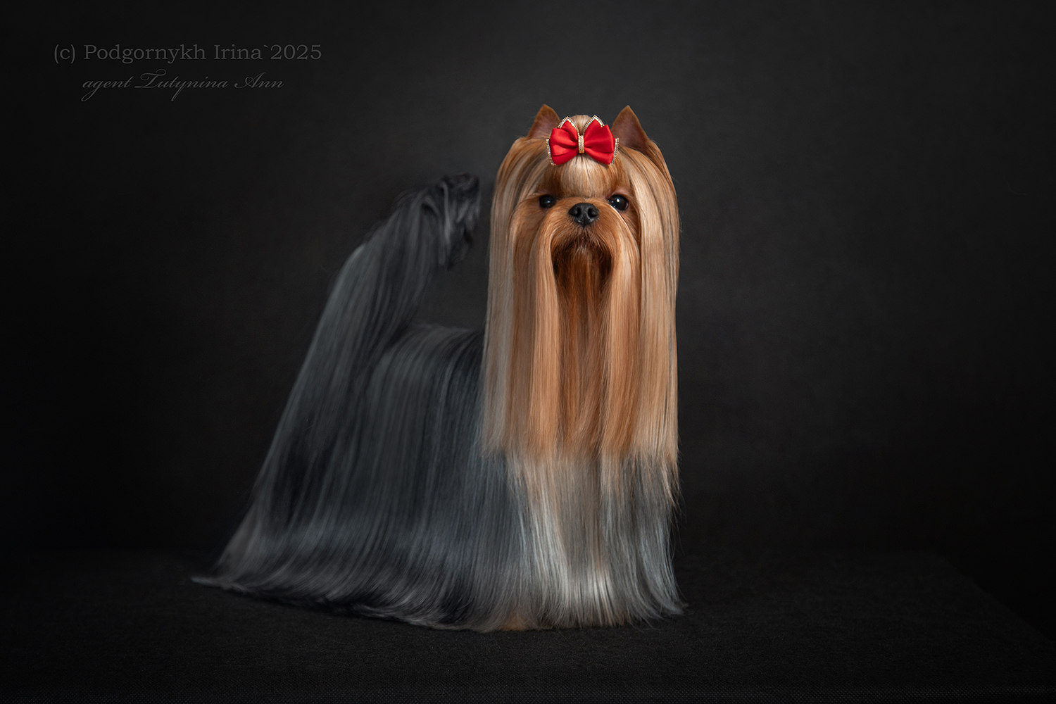 NOTA LIVE PERSEJ &mdash; Labaza DogPedigree YorkshireTerrier