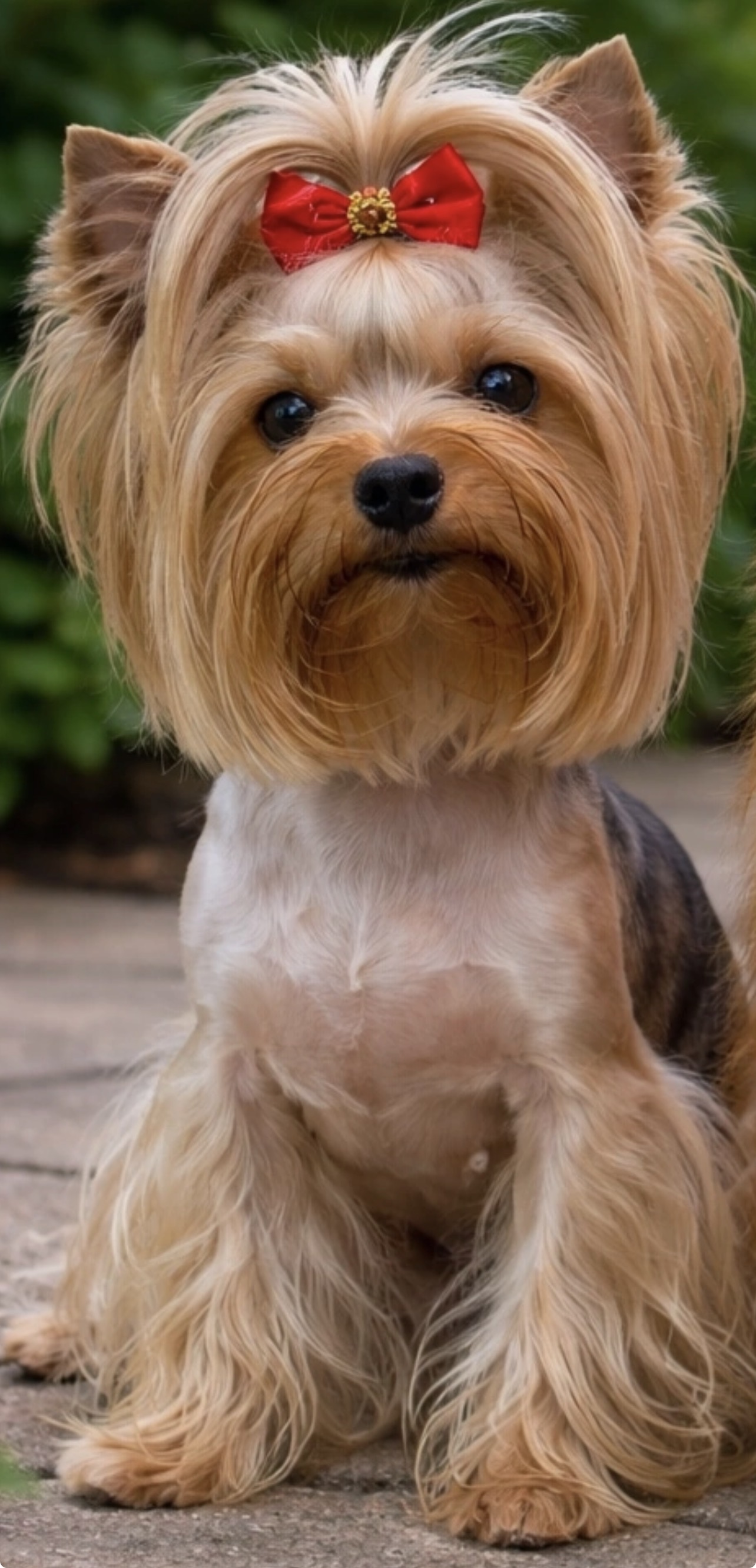 ALBO SUETOS BARSELONA-III &mdash; Labaza DogPedigree YorkshireTerrier