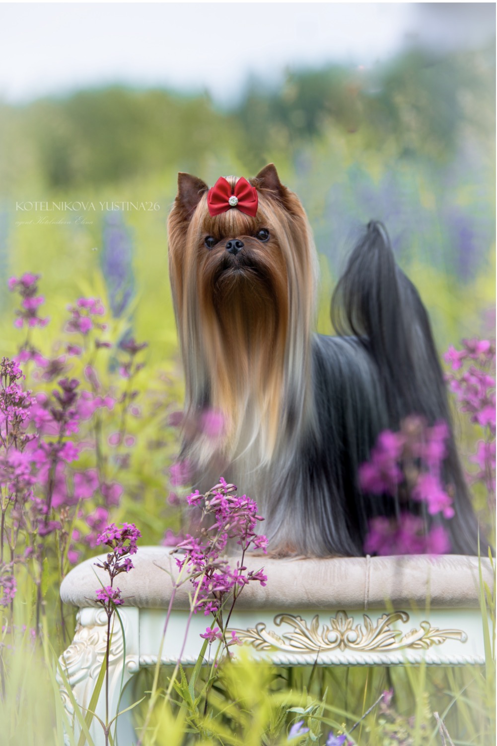 PRIMAVERA INCANTA TI AMO CHARA &mdash; Labaza DogPedigree YorkshireTerrier