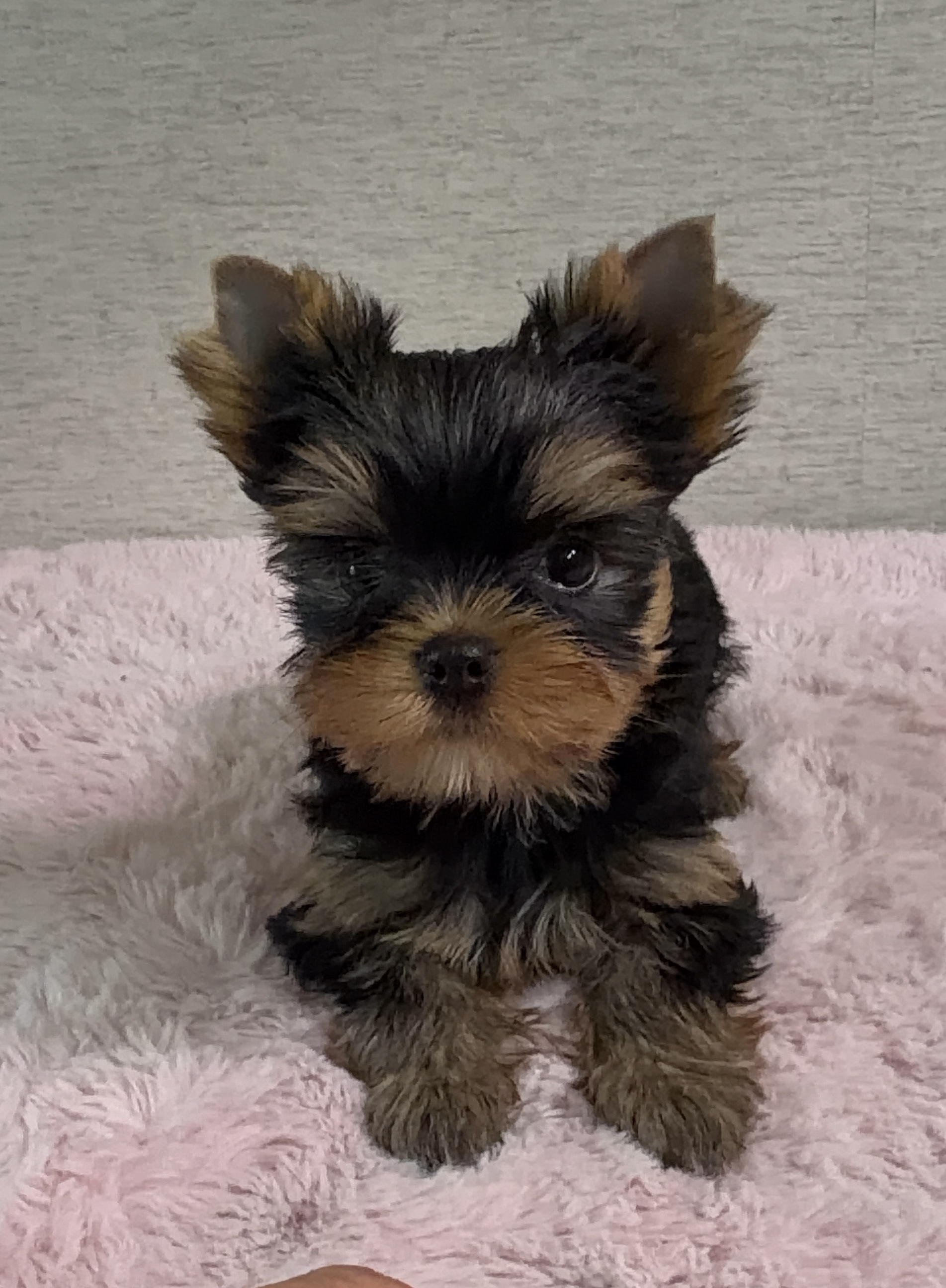 PRIMAVERA INCANTA GRILLAGE &mdash; Labaza DogPedigree YorkshireTerrier