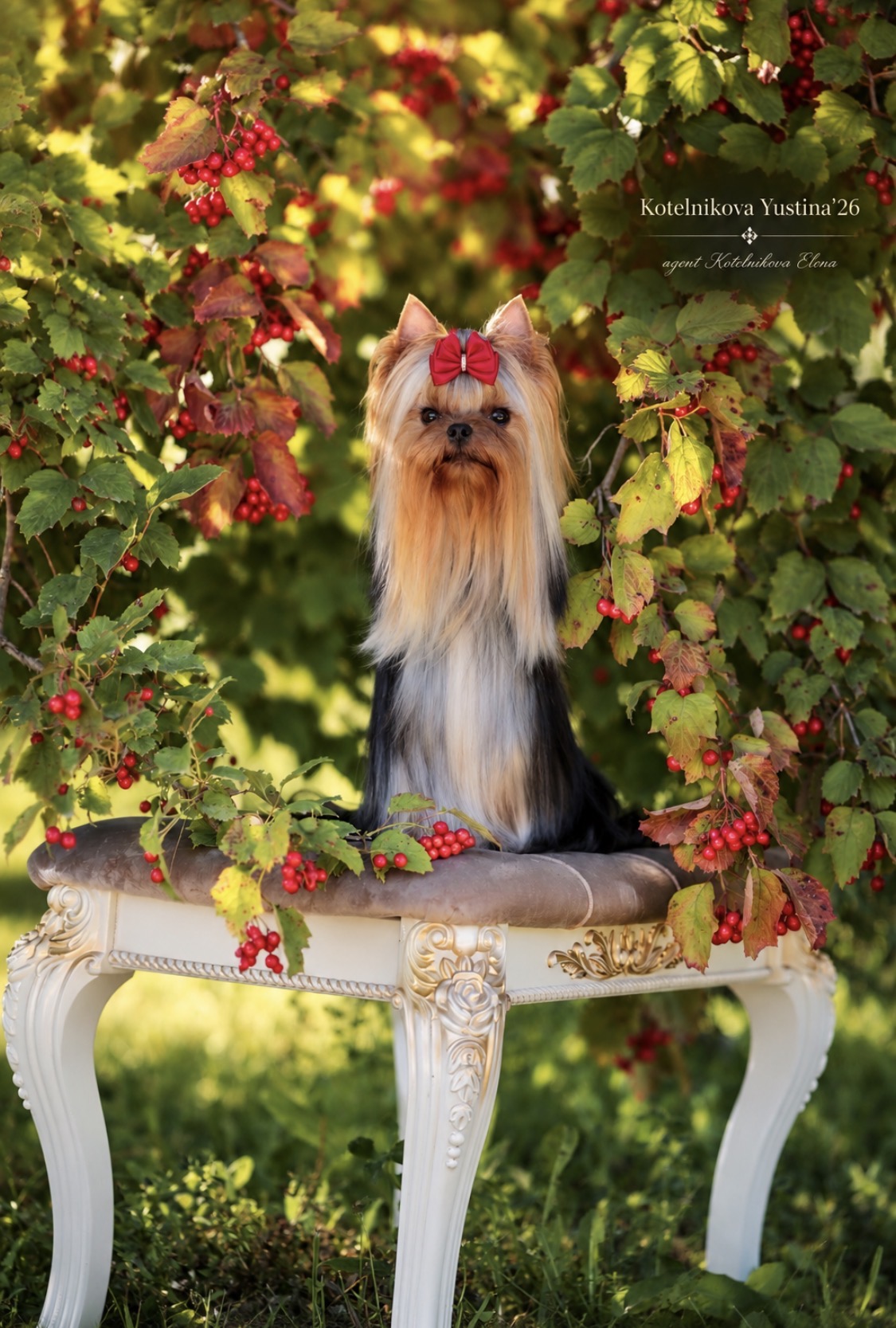 Primavera Incanta PRIMAVERA INCANTA GABRIELA &mdash; Labaza DogPedigree YorkshireTerrier