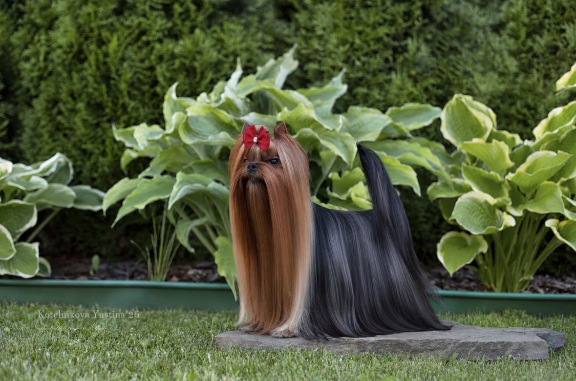 Primavera Incanta PRIMAVERA INCANTA NEFERTITI &mdash; Labaza DogPedigree YorkshireTerrier
