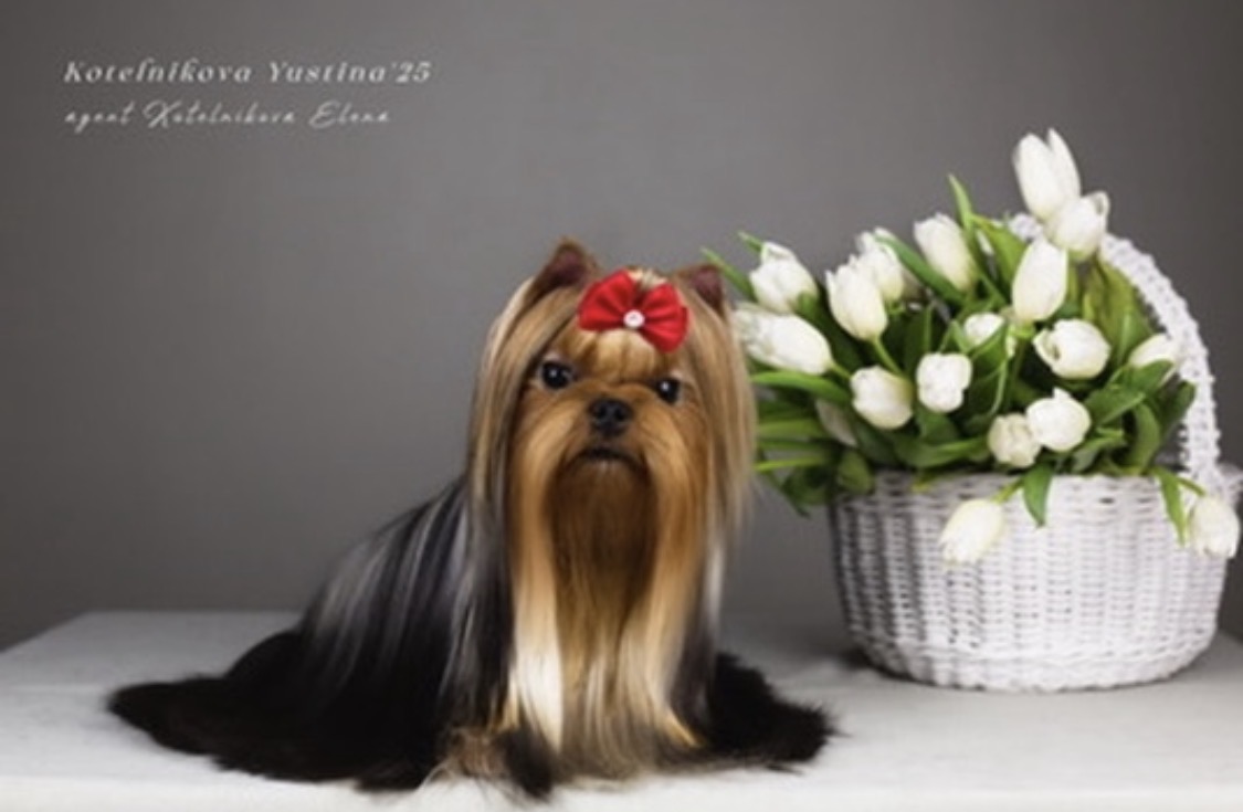 Primavera Incanta PRIMAVERA INCANTA LAVINIA &mdash; Labaza DogPedigree YorkshireTerrier