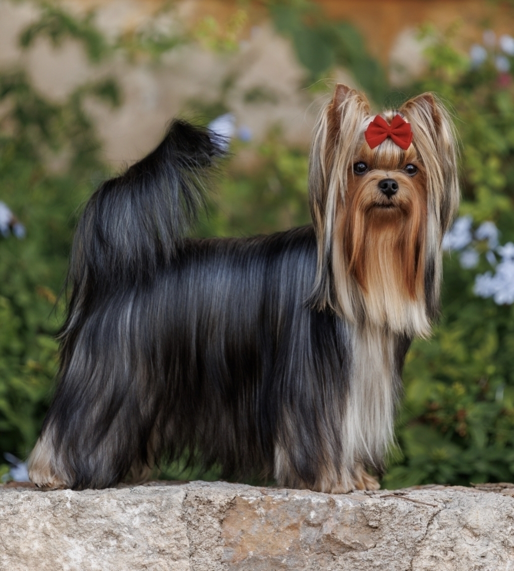  ELEGANT BAUBLES SKY SUPERNOVA &mdash; Labaza DogPedigree YorkshireTerrier