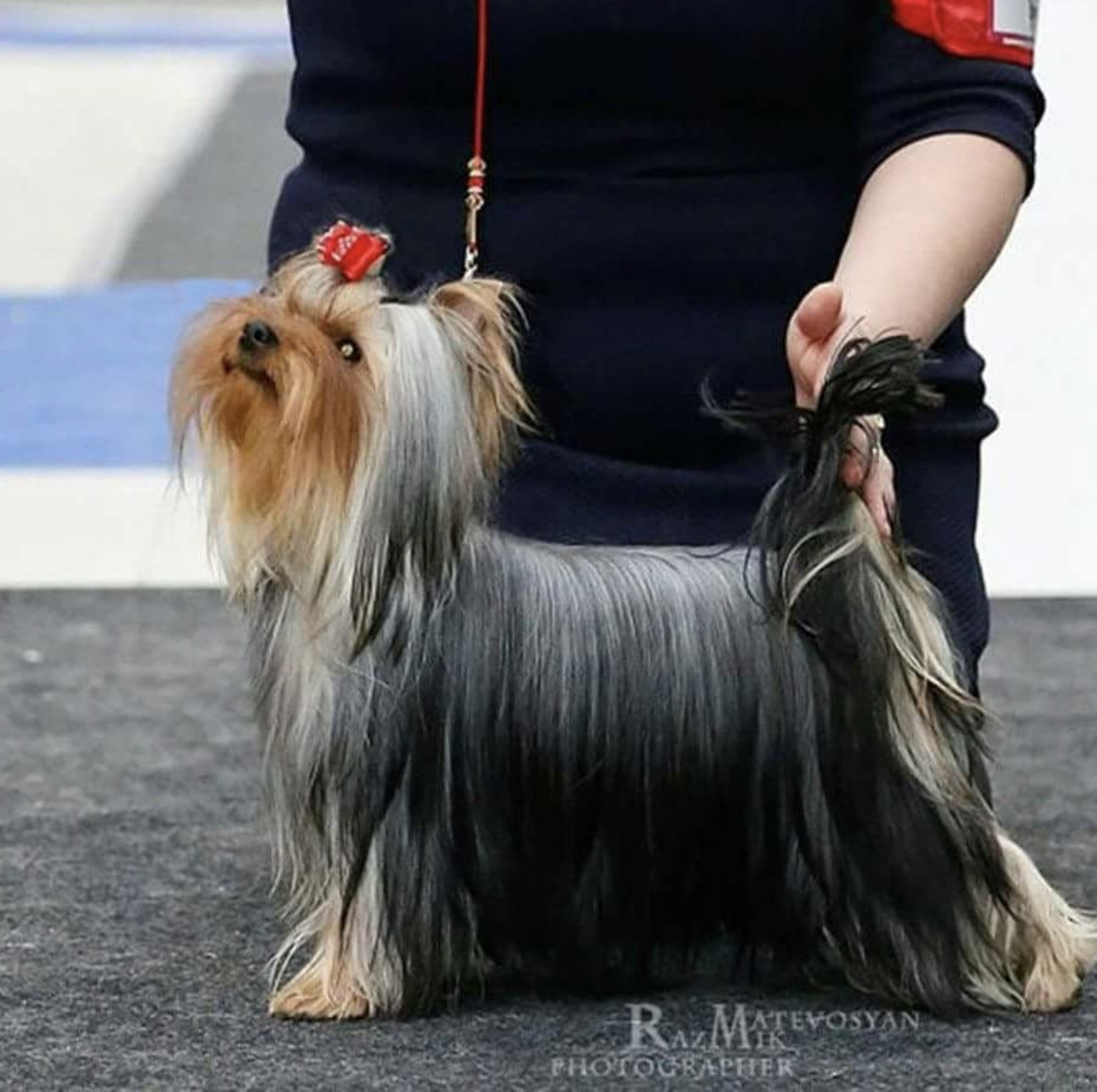 VENETSIA DE LUXE &mdash; Labaza DogPedigree YorkshireTerrier