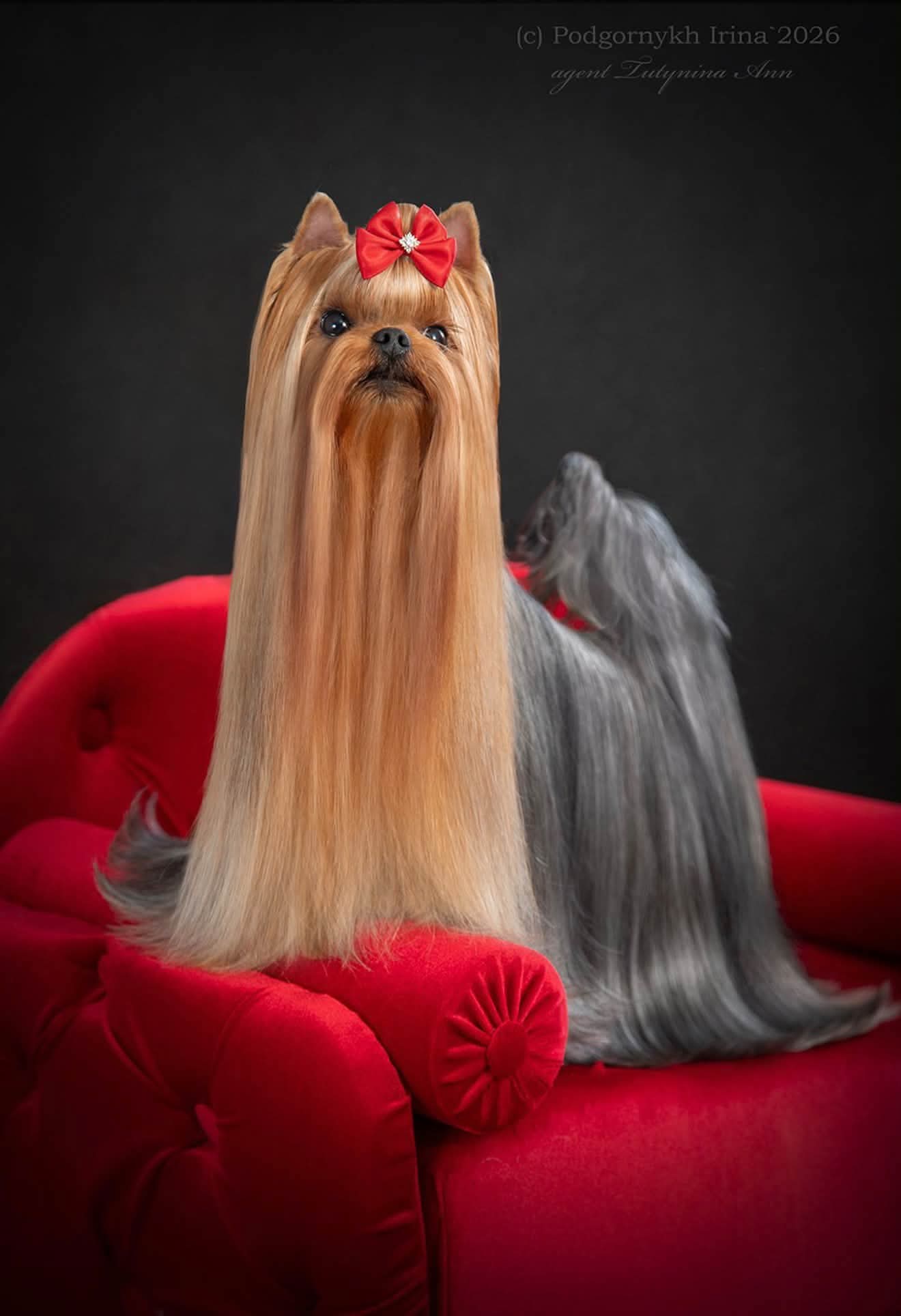  BEAUTY SHANTAL NARCOTIC LOVE FAREVAS &mdash; Labaza DogPedigree YorkshireTerrier