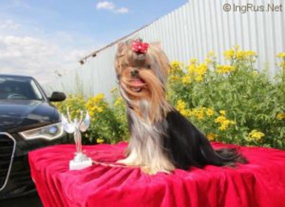 BEAUTY SHANTAL LOVING TOUCH &mdash; Labaza DogPedigree YorkshireTerrier