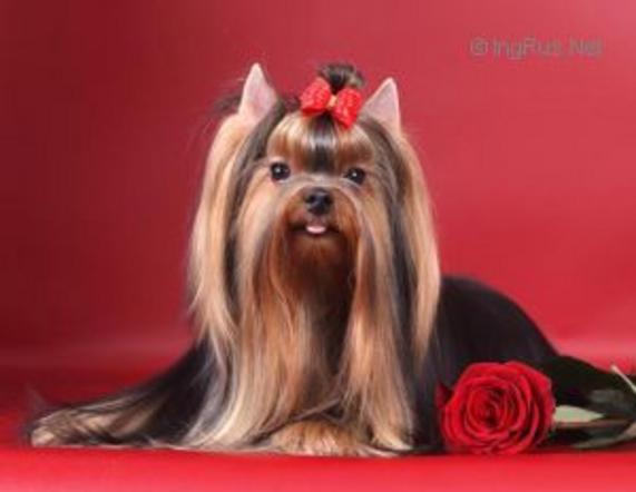 BEAUTY SHANTAL ZOLI MAGIC &mdash; Labaza DogPedigree YorkshireTerrier