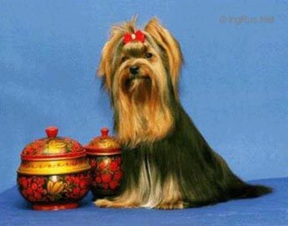 BIS AD OPERAM JULKA &mdash; Labaza DogPedigree YorkshireTerrier