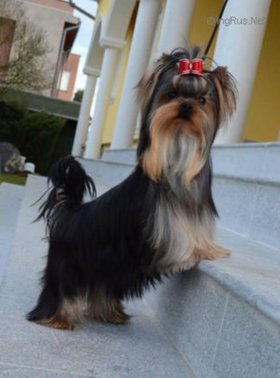 VALENTINE KISS STRIBRNE PRANI &mdash; Labaza DogPedigree YorkshireTerrier