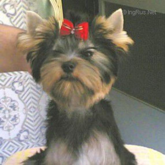SILVER POISE MAMMA MIA &mdash; Labaza DogPedigree YorkshireTerrier