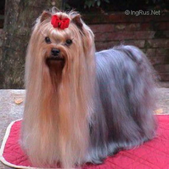 FERRANIAS ILUMINATA &mdash; Labaza DogPedigree YorkshireTerrier