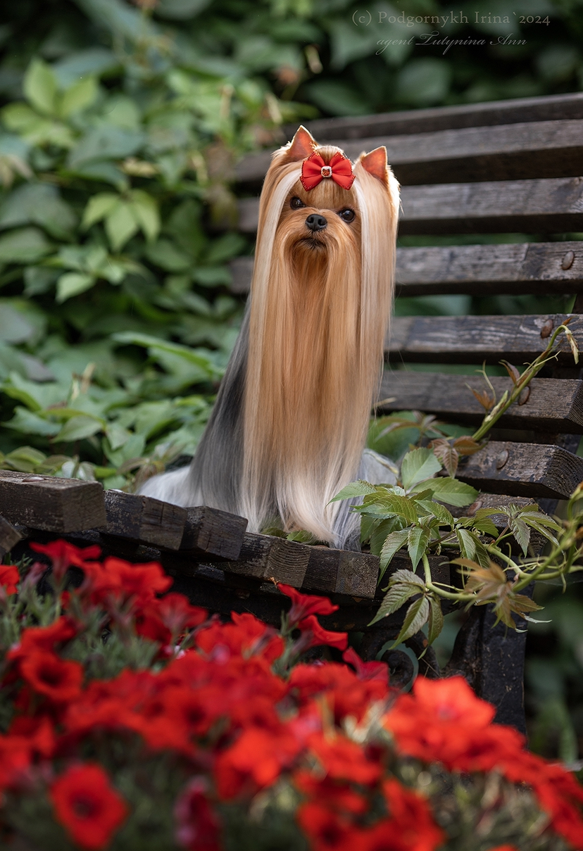 DALI KEY MISTERIUM MAGNUM &mdash; Labaza DogPedigree YorkshireTerrier
