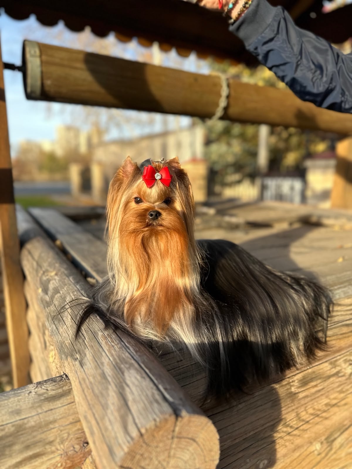 PALES OF TE VINDS CHEOLAN &mdash; Labaza DogPedigree YorkshireTerrier