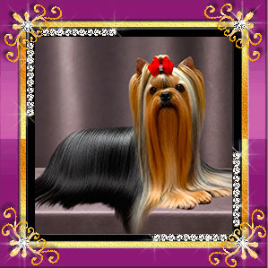 Stjumers STJUMERS TOCHKA RU II (ШАМПАНЬ) &mdash; Labaza DogPedigree YorkshireTerrier