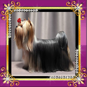 Stjumers STJUMERS SYNTHIA NIXON-II (ПТАХА) &mdash; Labaza DogPedigree YorkshireTerrier
