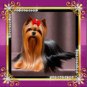 Stjumers STJUMERS SOPHIA LOREN (МАХА) &mdash; Labaza DogPedigree YorkshireTerrier