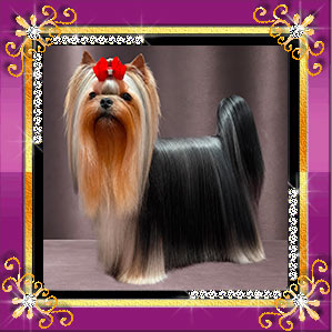 Stjumers STJUMERS TARANTELLA (ШАНЕЛЬ) &mdash; Labaza DogPedigree YorkshireTerrier