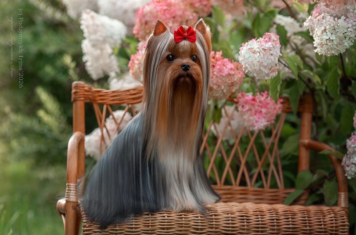 STREET FLASH PRIMARY STAR &mdash; Labaza DogPedigree YorkshireTerrier