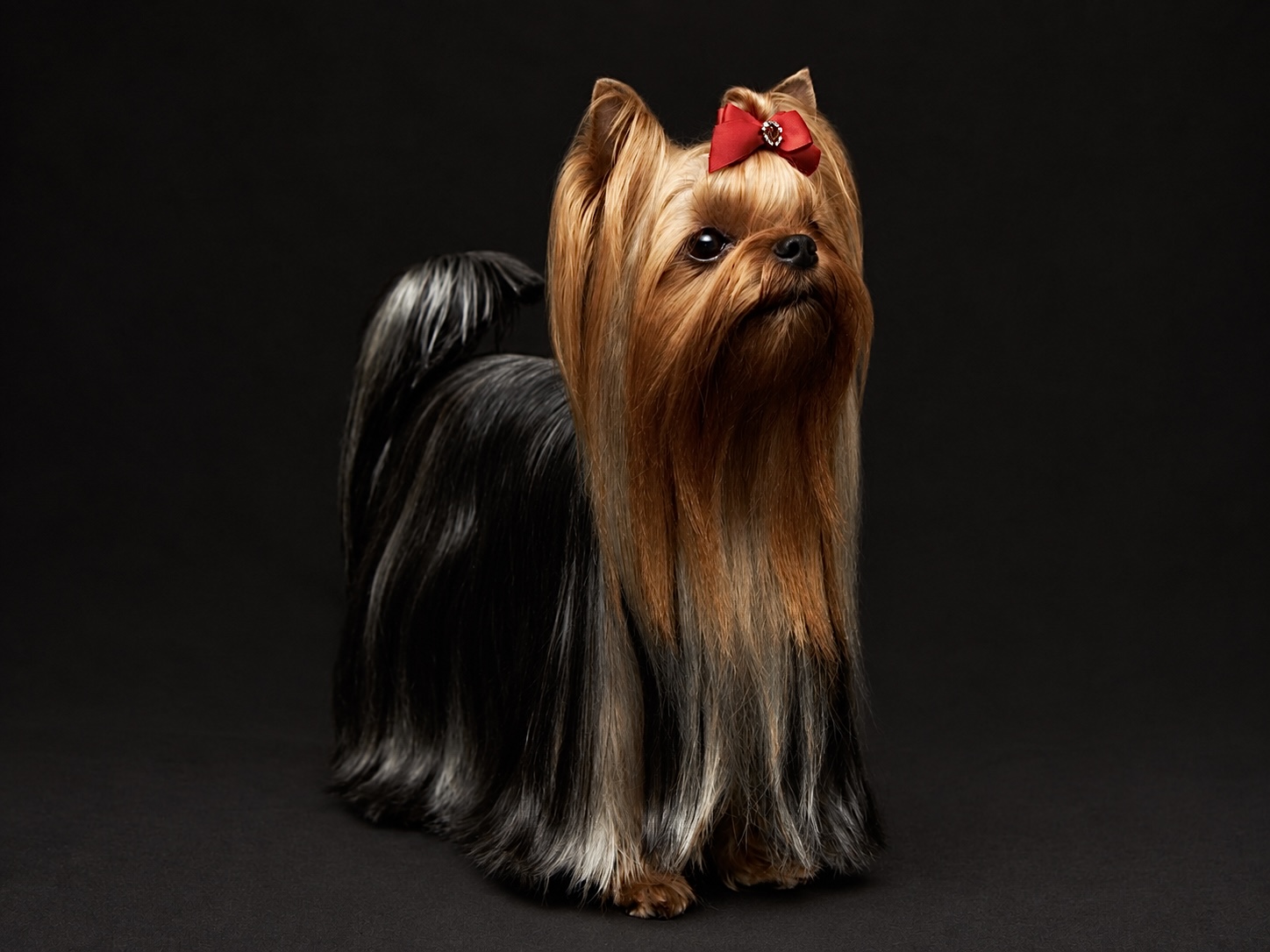  MILLENIUM STAR MARGARET &mdash; Labaza DogPedigree YorkshireTerrier