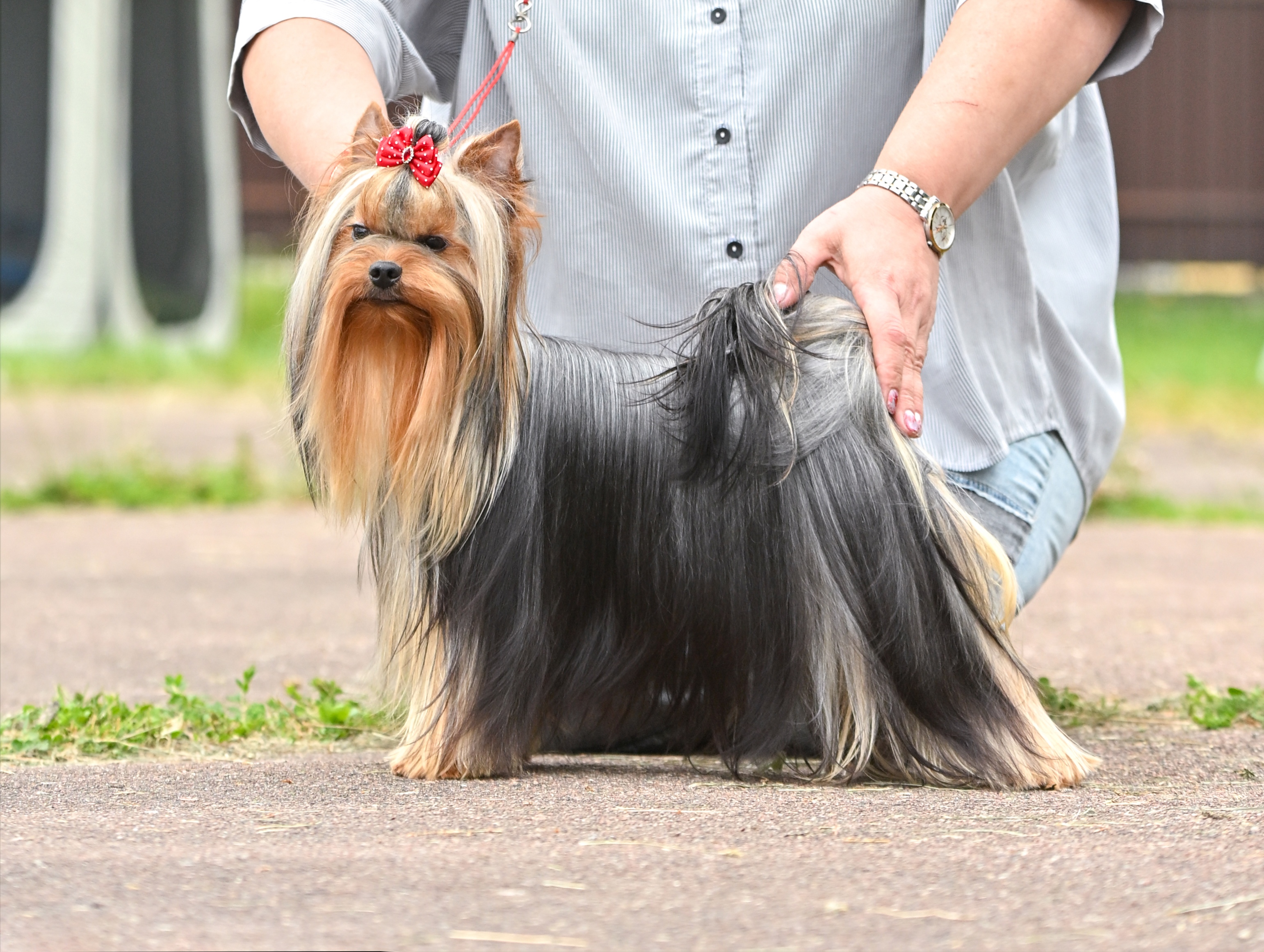  OLANTIT SHOW VIVAL'DI &mdash; Labaza DogPedigree YorkshireTerrier