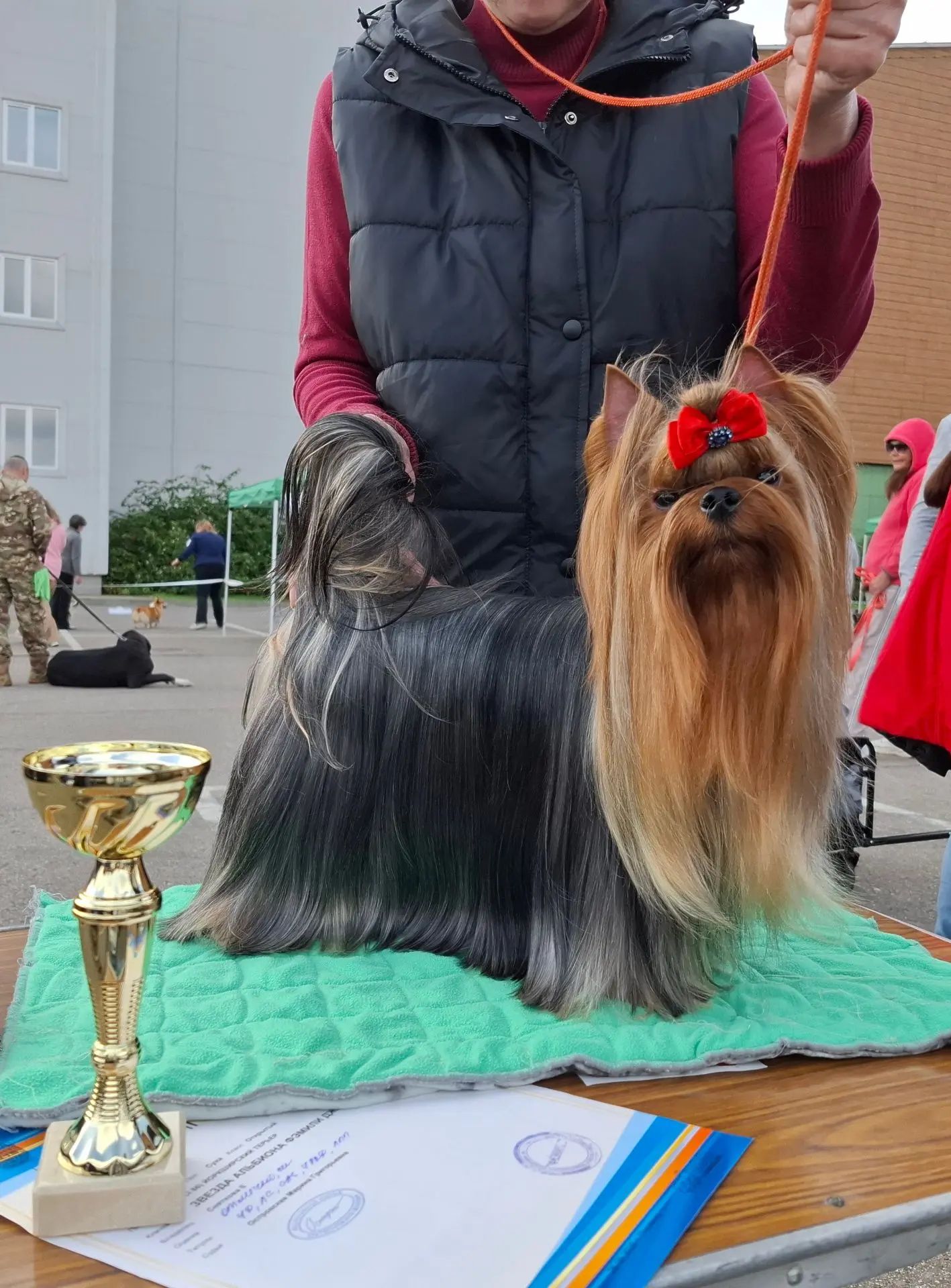 ZVEZDA ALBIONA FEMILY JEWEL &mdash; Labaza DogPedigree YorkshireTerrier